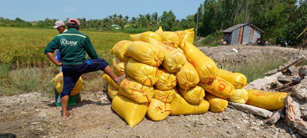 Japonica - thu hoach - cau so 1 - 4