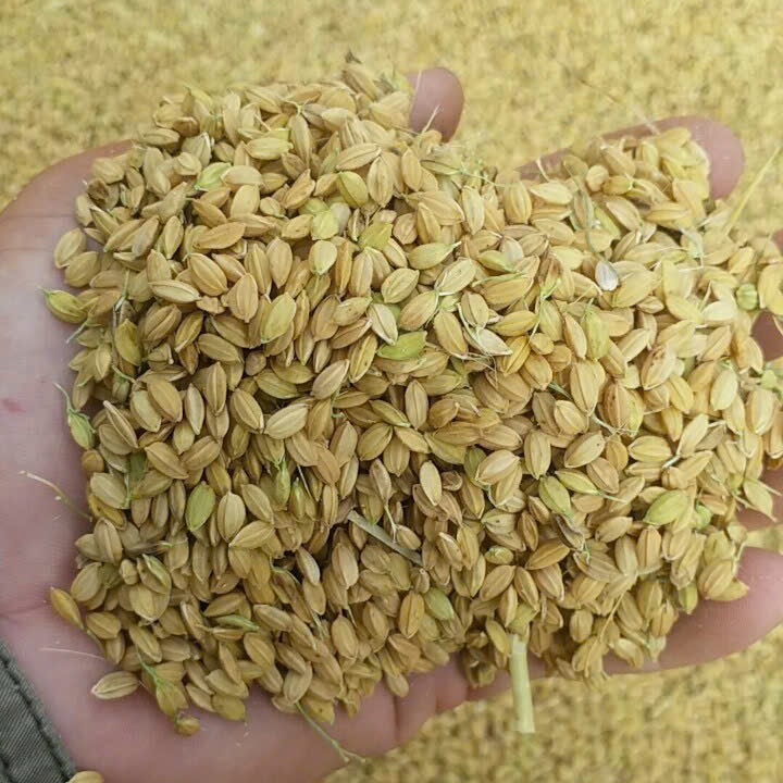 Lúa chất lượng tiếp cận hữu cơ