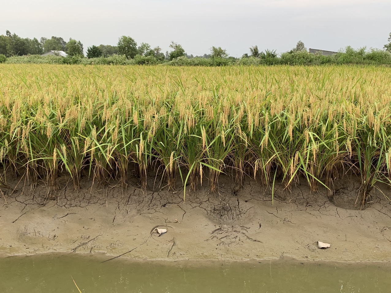 z5042797928857_bbff1577daf229f586f5efb0cb989ae1