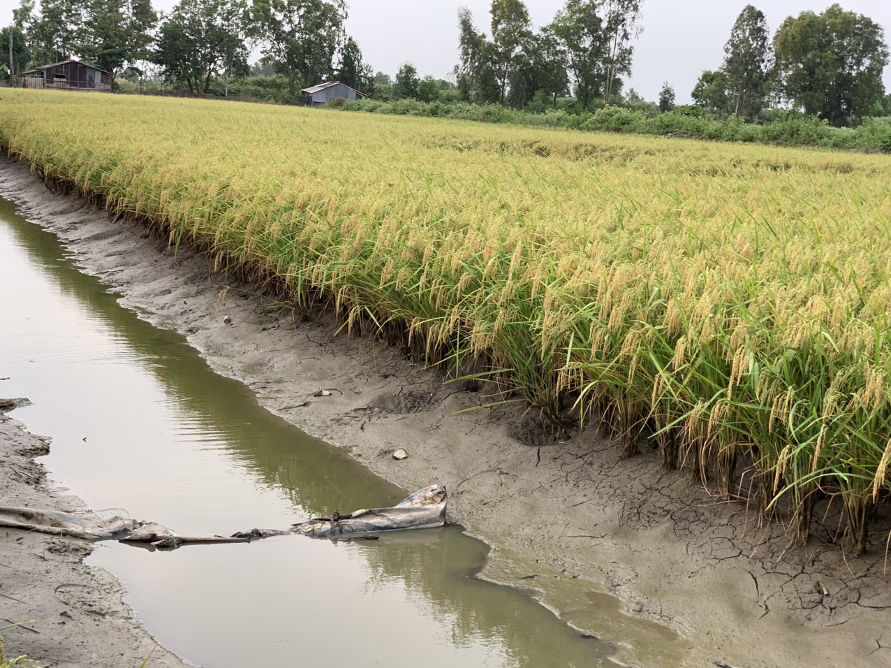 z5042797941250_b827cdaf77ca2fef9f6e97cc62390388