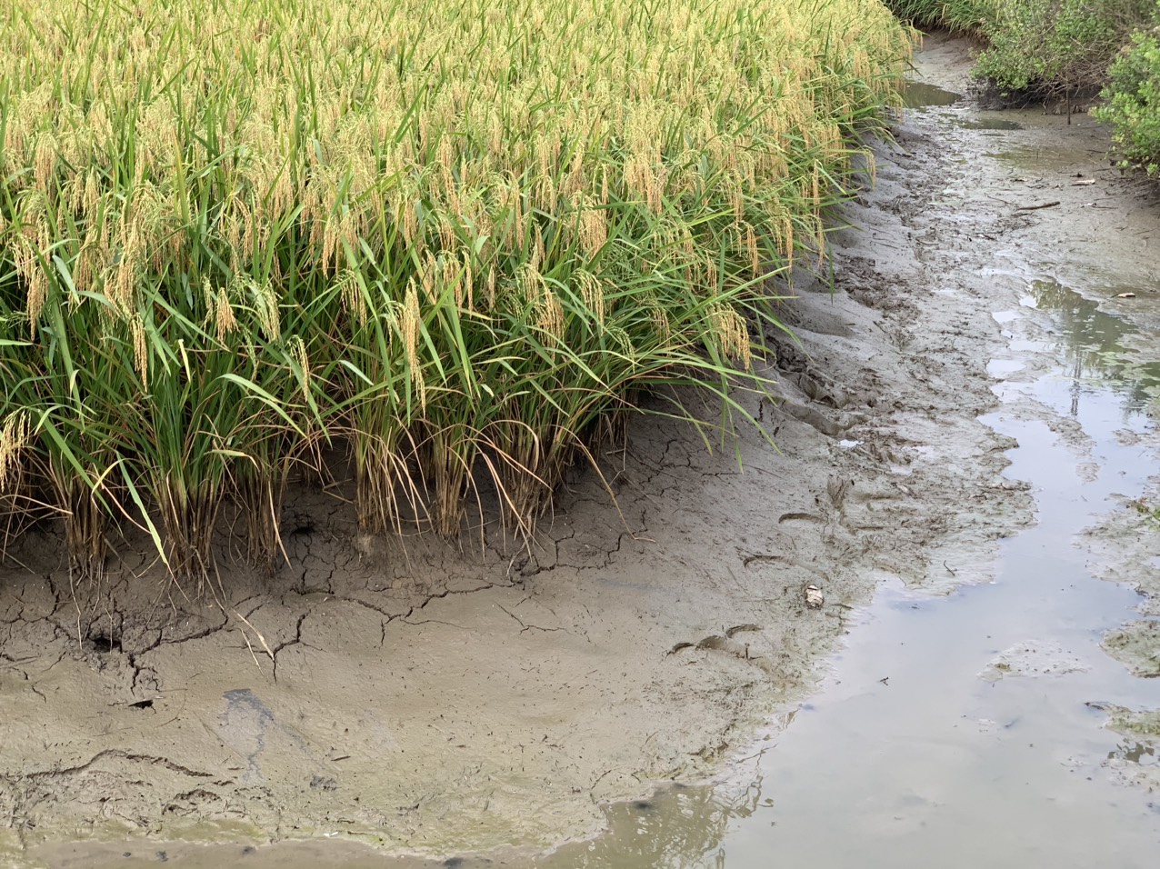 z5042797962542_251859e9f7d185b0b8ea392410634dda