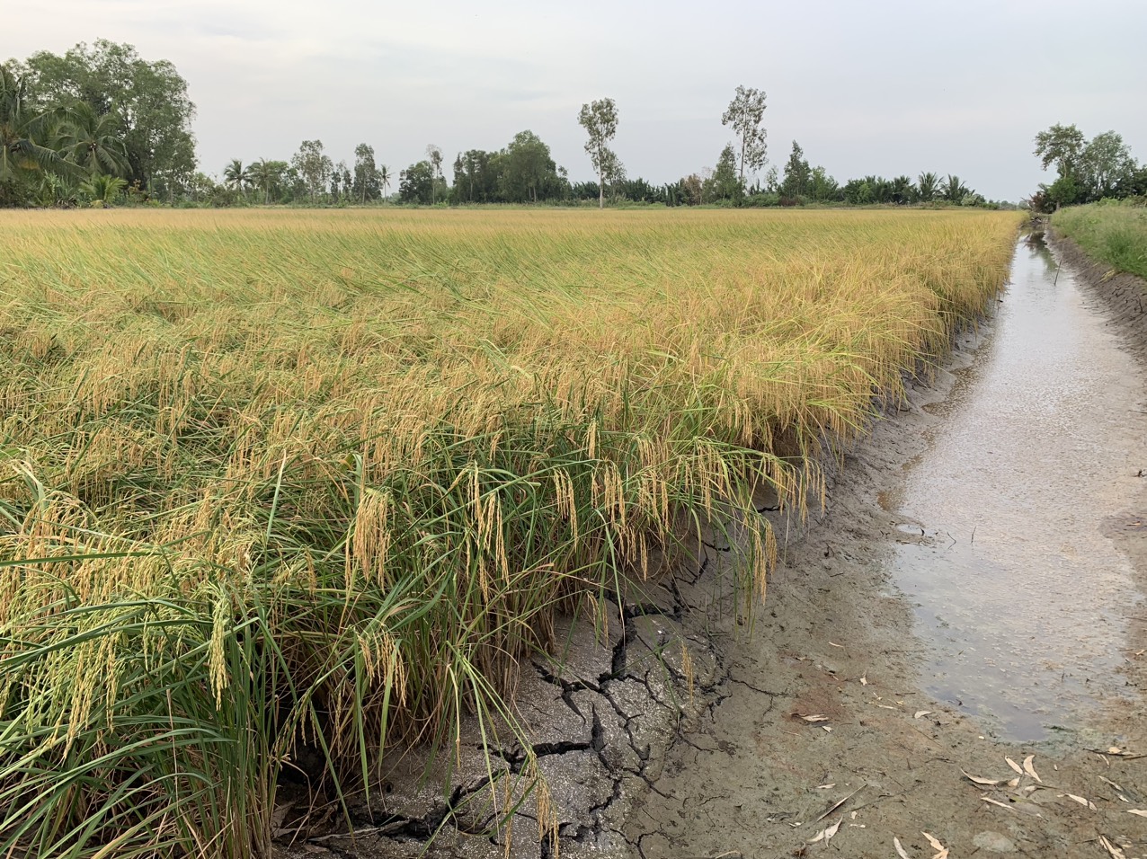 z5042829490931_ca3306fd205044fdd08cd11152d1e2f1