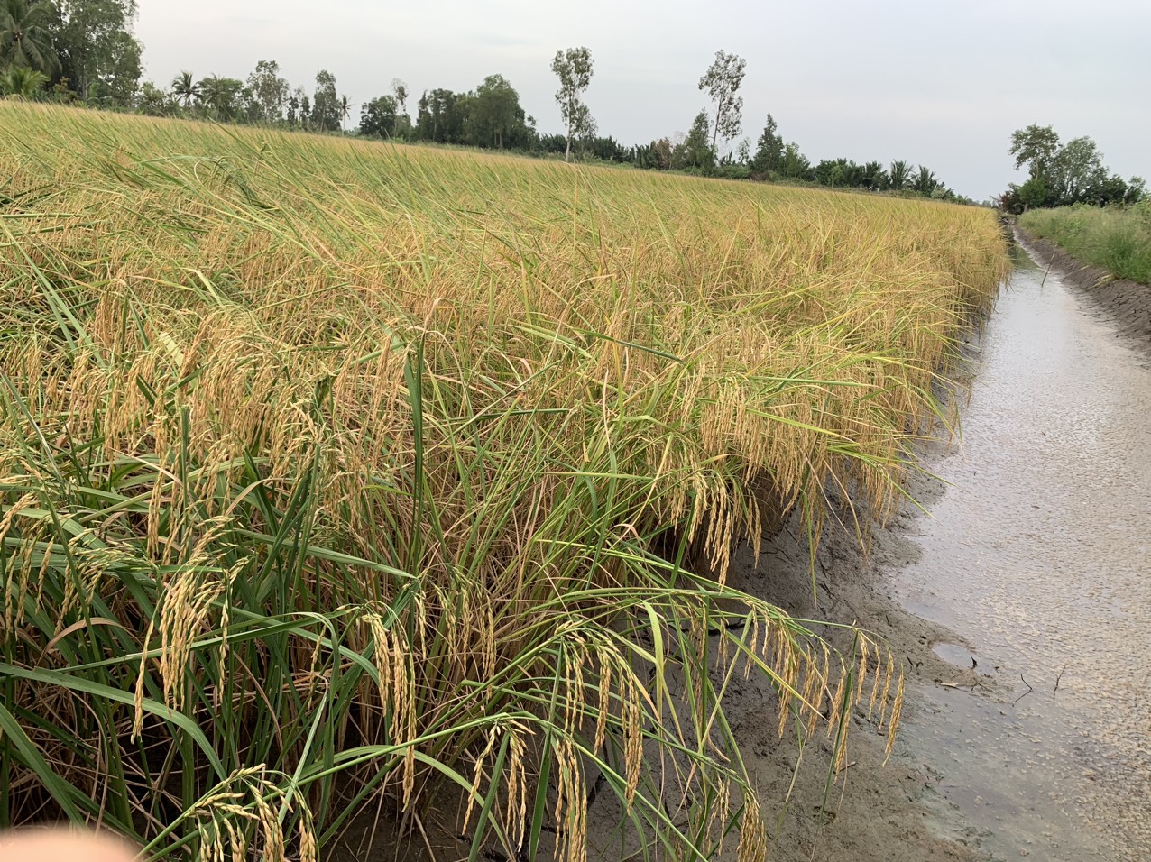 z5042829511928_8e26deadebf3d7d5c5b9b08582408027