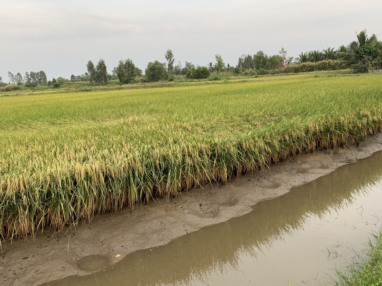 z5042859080671_5747982875fca0e0be916c14c53a632b