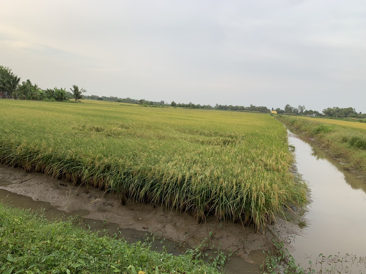 z5042859107185_eb89f5354e5b4d062634935a4e09d2bc