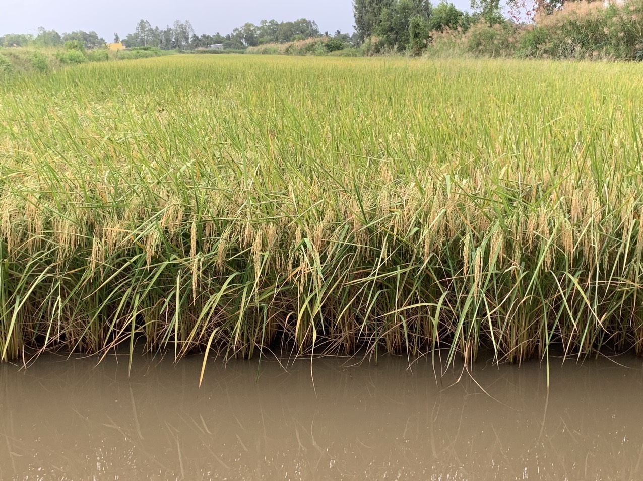 z5042859157508_0e7dde72a20eef872bb8ca7ea1c3bf22