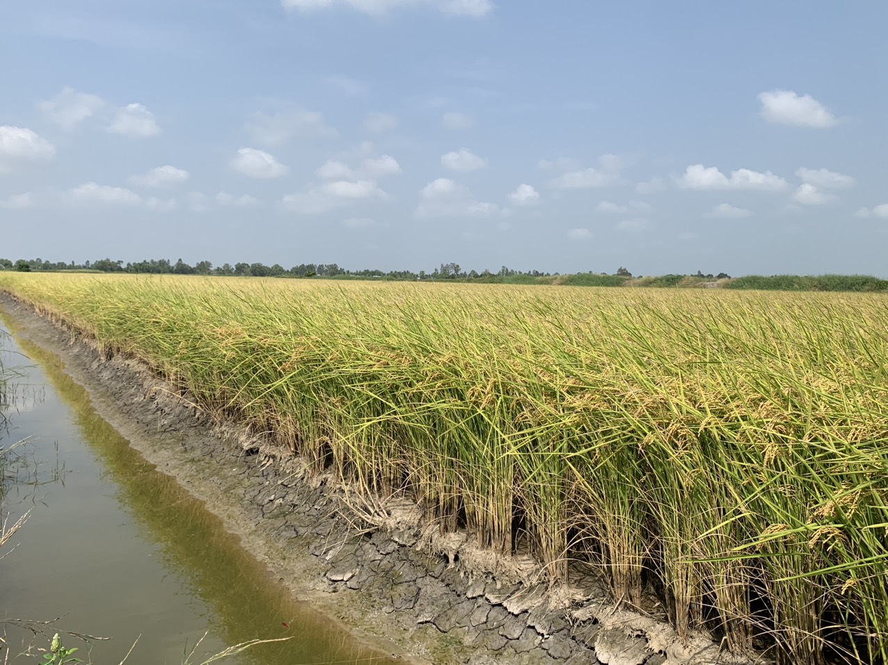 z5047730581634_9906a7a95ffb196cfbc3052303d54d49