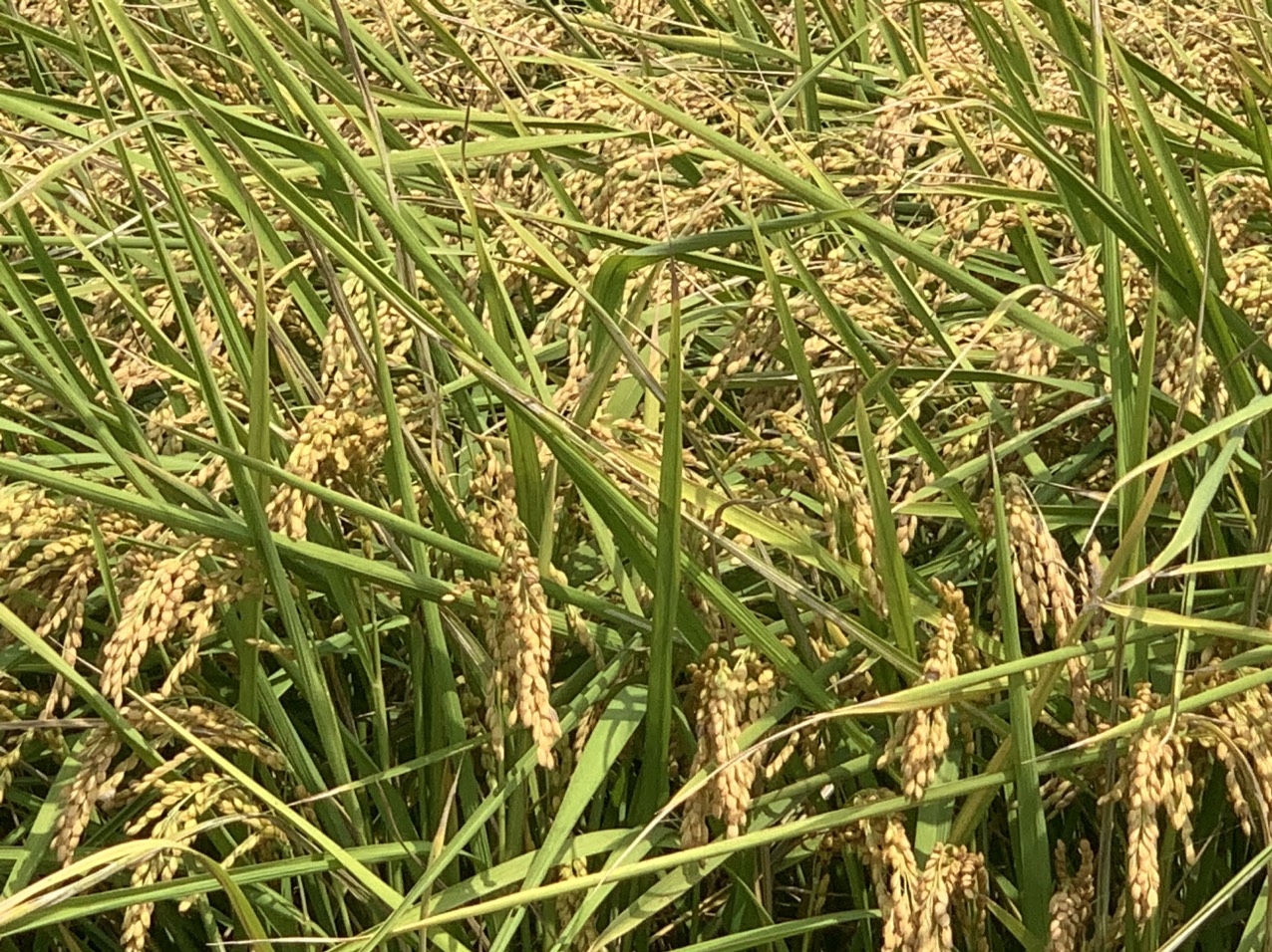 z5047730613518_2da265fa4099899ff50324d1aa2d6884