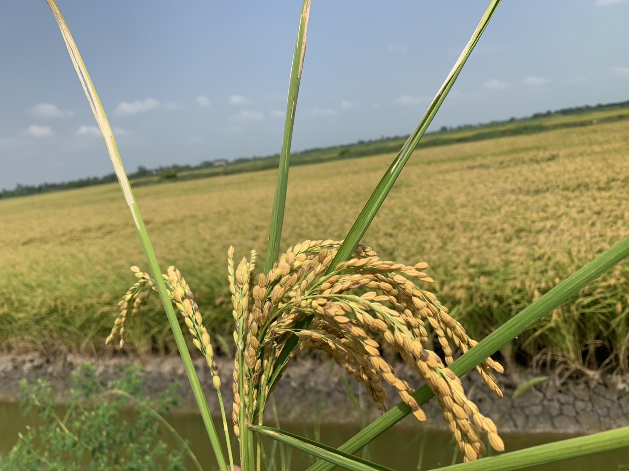 z5047756330039_239b74e26f6fe5eb3d87011c57585678