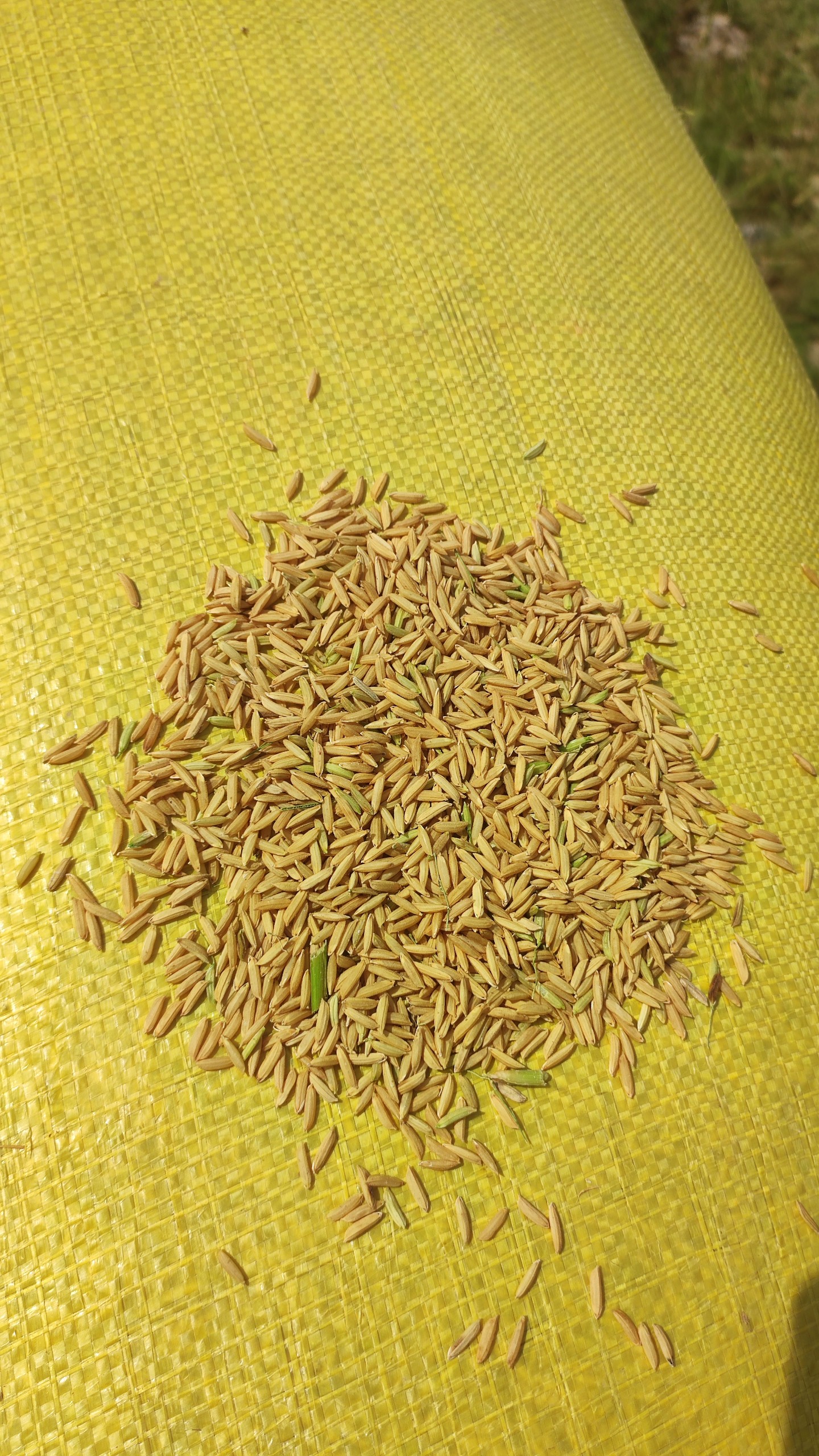 z5054447873337_94c9cd7b5f65542614d8be105f9a8161