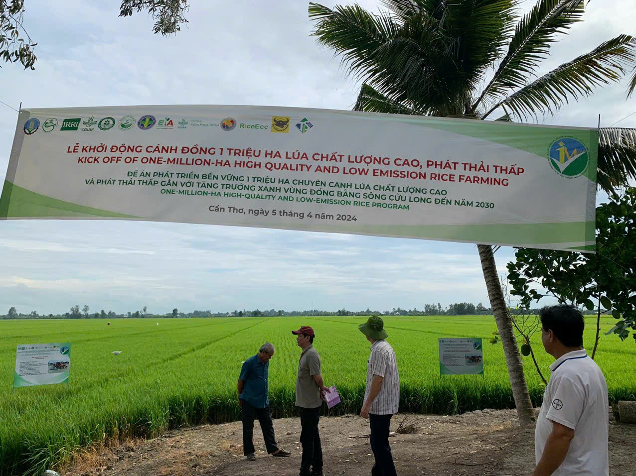 50 ha lúa giảm phát thải đầu tiên ở Cần Thơ