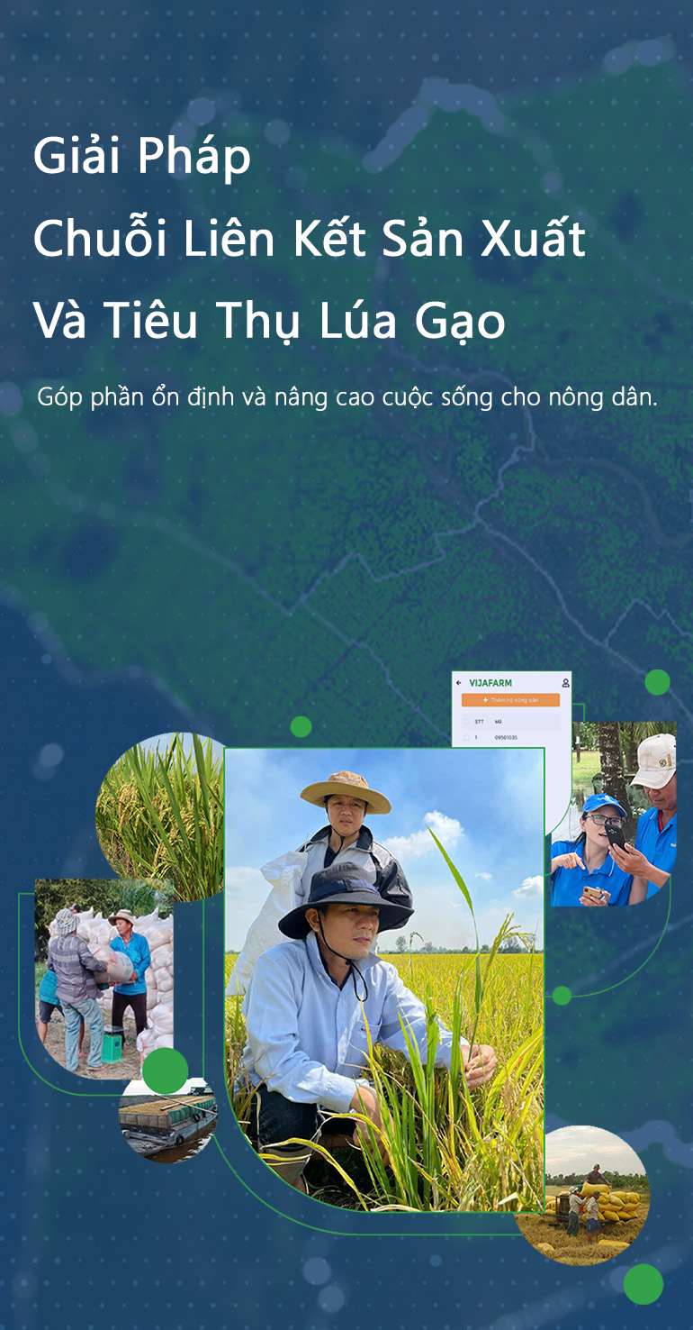 Giải pháp chuỗi liên kết sản xuất và tiêu thụ lúa gạo
